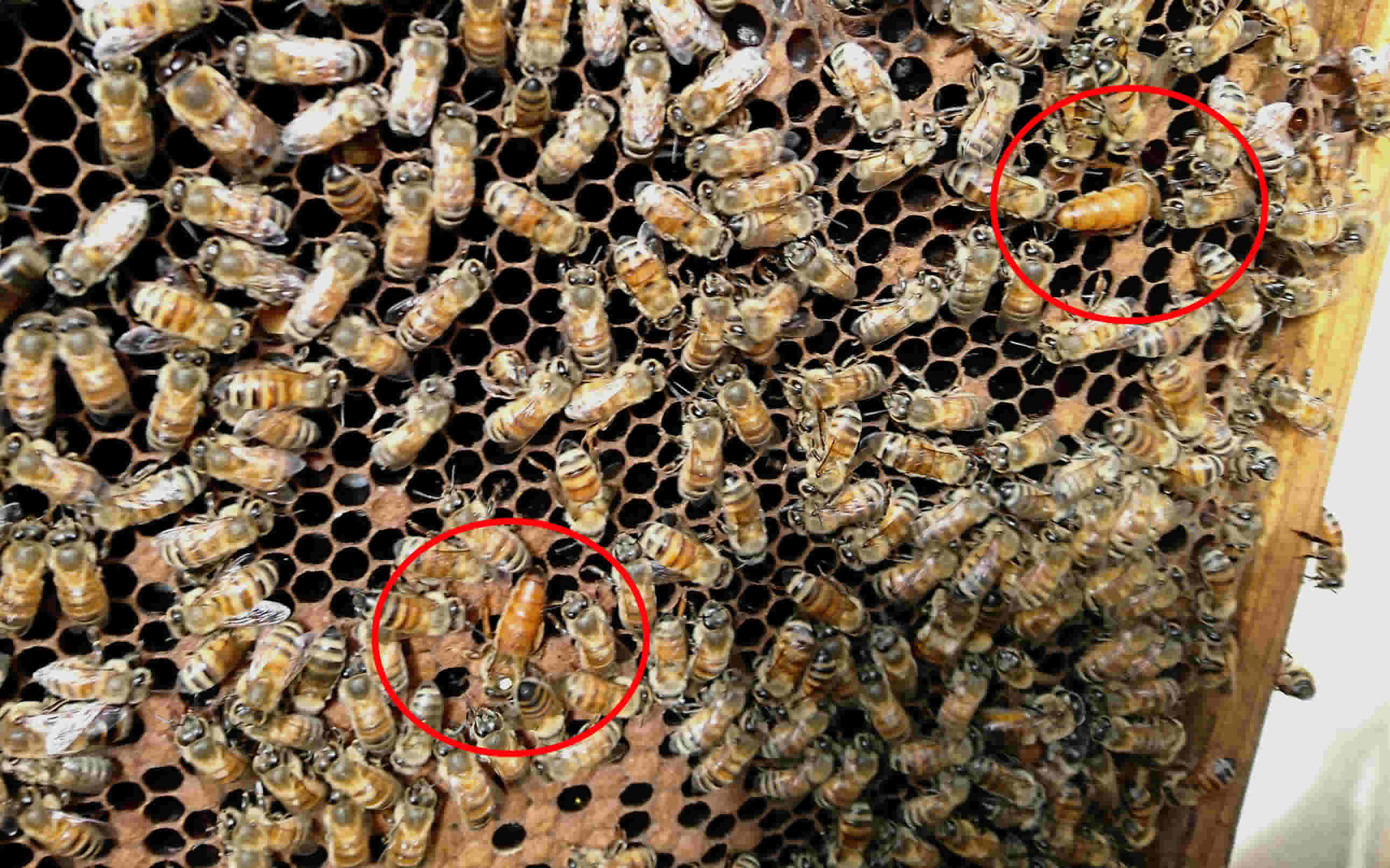 意蜂蜂王品种排行,种类,优点_大山谷图库