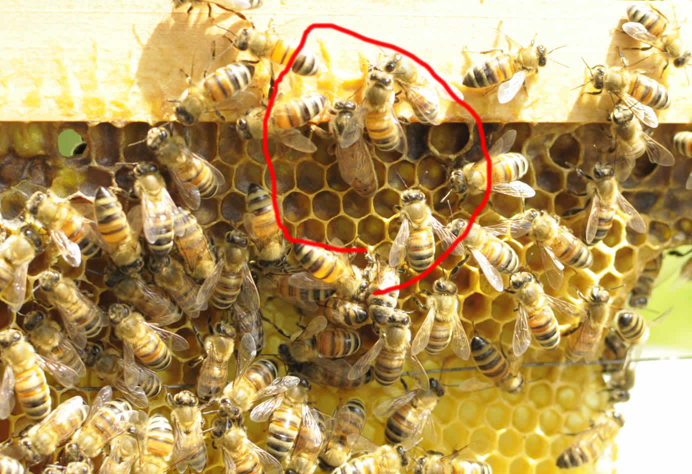 西洋蜜蜂の女王蜂導入の方法を説明しています。