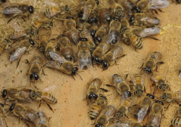 女王蜂（西洋ミツバチ）の増やし方
