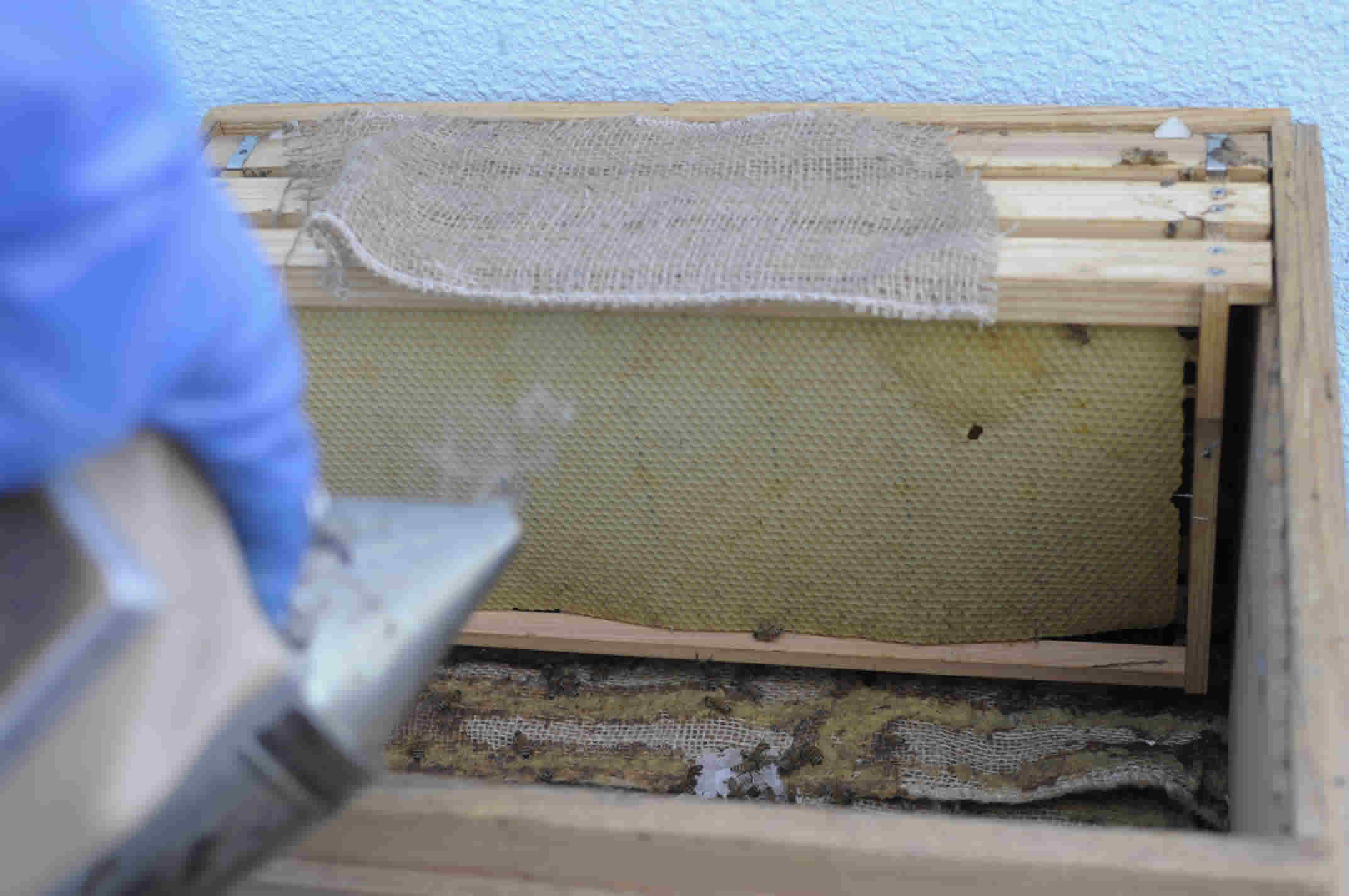 予約発売 養蜂　西洋蜜蜂　継箱　巣枠　隔王板 虫類用品