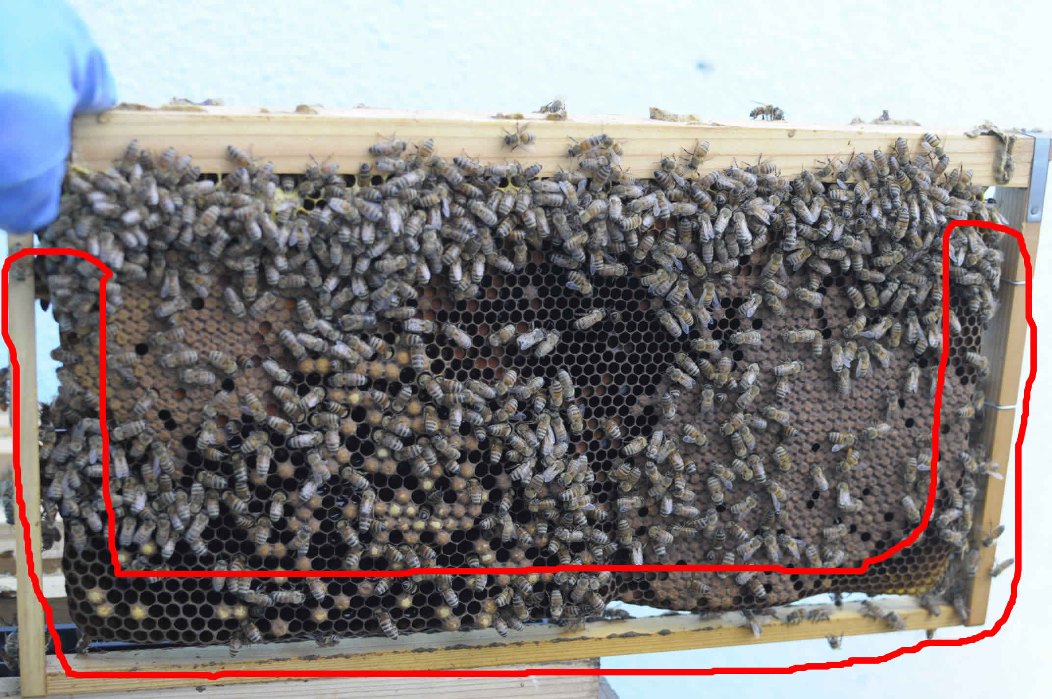 予約発売 養蜂　西洋蜜蜂　継箱　巣枠　隔王板 虫類用品