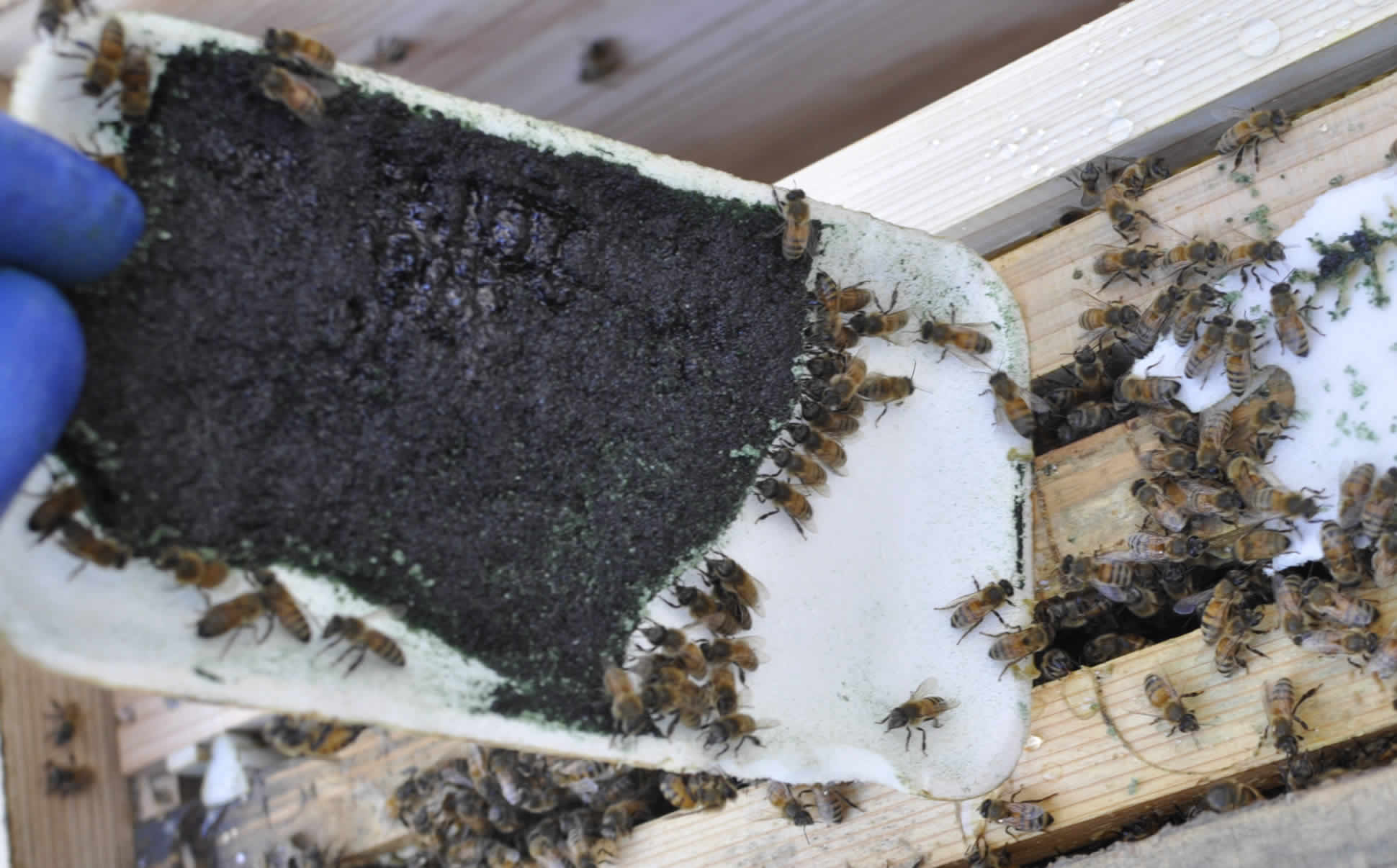 養蜂で使用する代用花粉の原料やパテの作り方