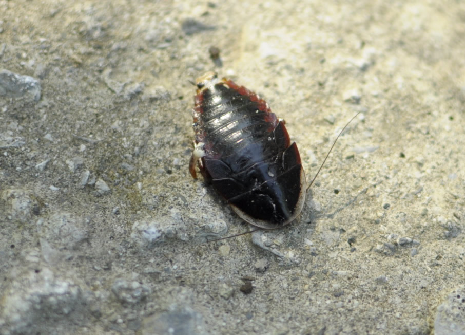 ミツバチを捕食する生物や天敵対策